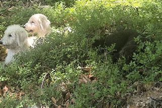 Houbaři a myslivec našli na Šumavě další štěňata. Někdo se zřejmě zbavuje celých vrhů - Novinky